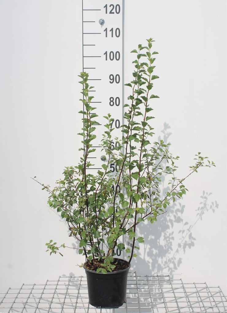 Spiraea x vanhouttei - pot 3L - 40-60 cm