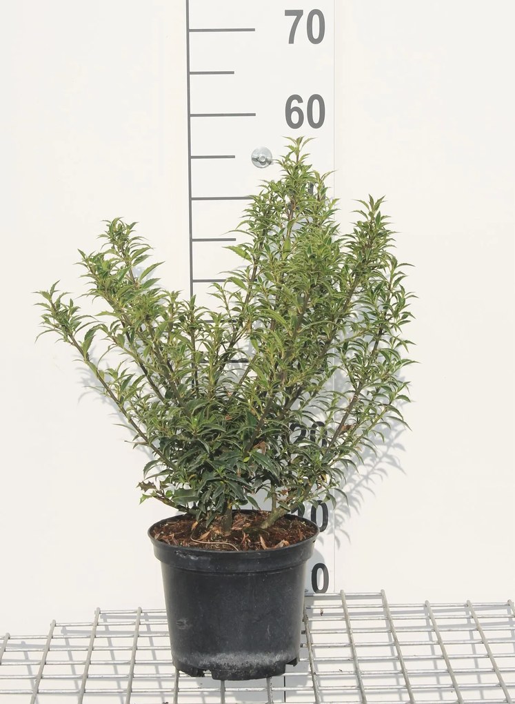 Ilex aquifolium'Alaska'- pot - 40-60 cm
