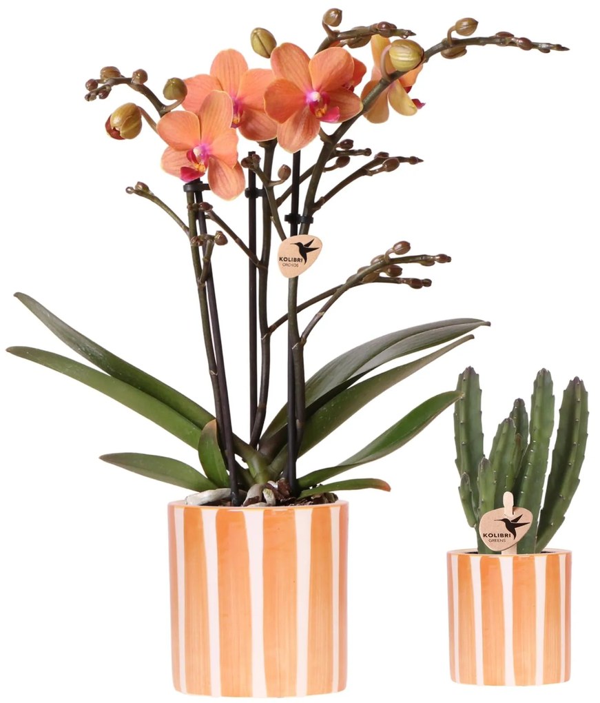 Combi deal -  Orchidee Bolzano + Succulent inclusief keramieken sierpotten