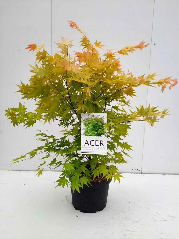Acer palmatum 'Orange Dream' - pot 10L - 60-80 cm