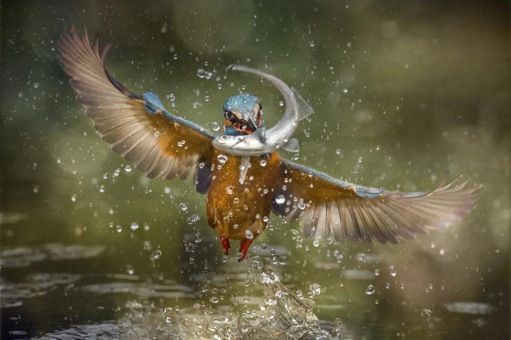 Kunstfotografie Kingfisher, Alberto Ghizzi Panizza, (40 x 26.7 cm)