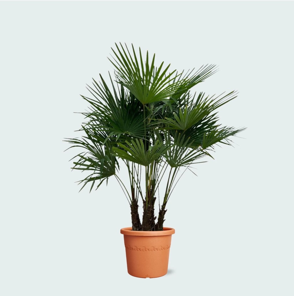 Trachycarpus Multistam - 220cm