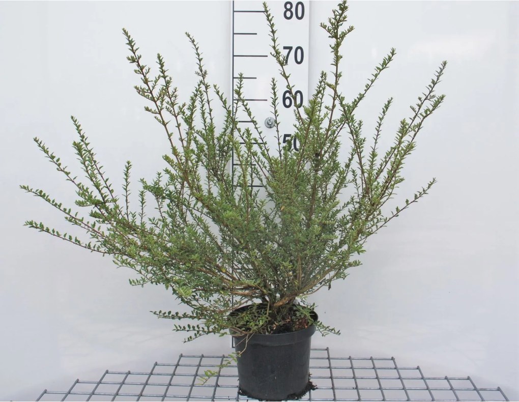 Lonicera nitida 'Silver Beauty' - pot - 25-30 cm