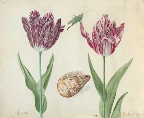 Twee tulpen, een schelp en een sprinkhaan