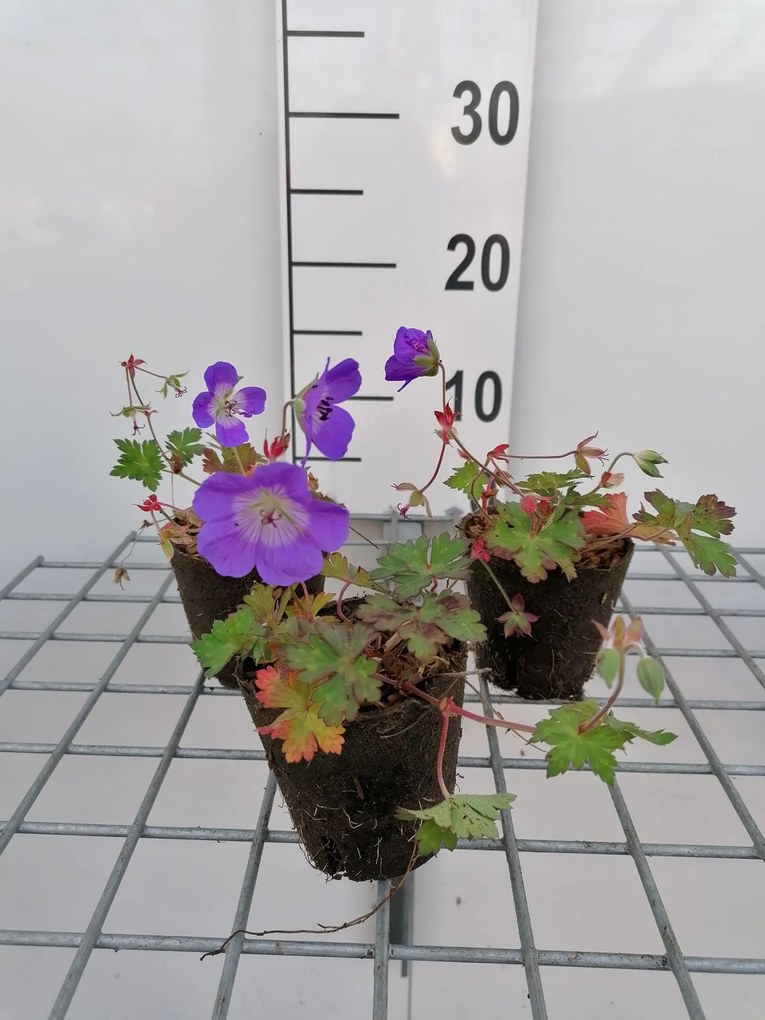 Geranium 'Gerwat' (Rozanne) - biopot diameter 8 cm