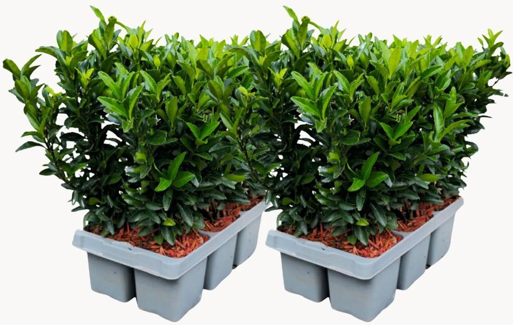 Planten Japanse Spindelboom Euonymus japonicus Green Spire, 12-delig