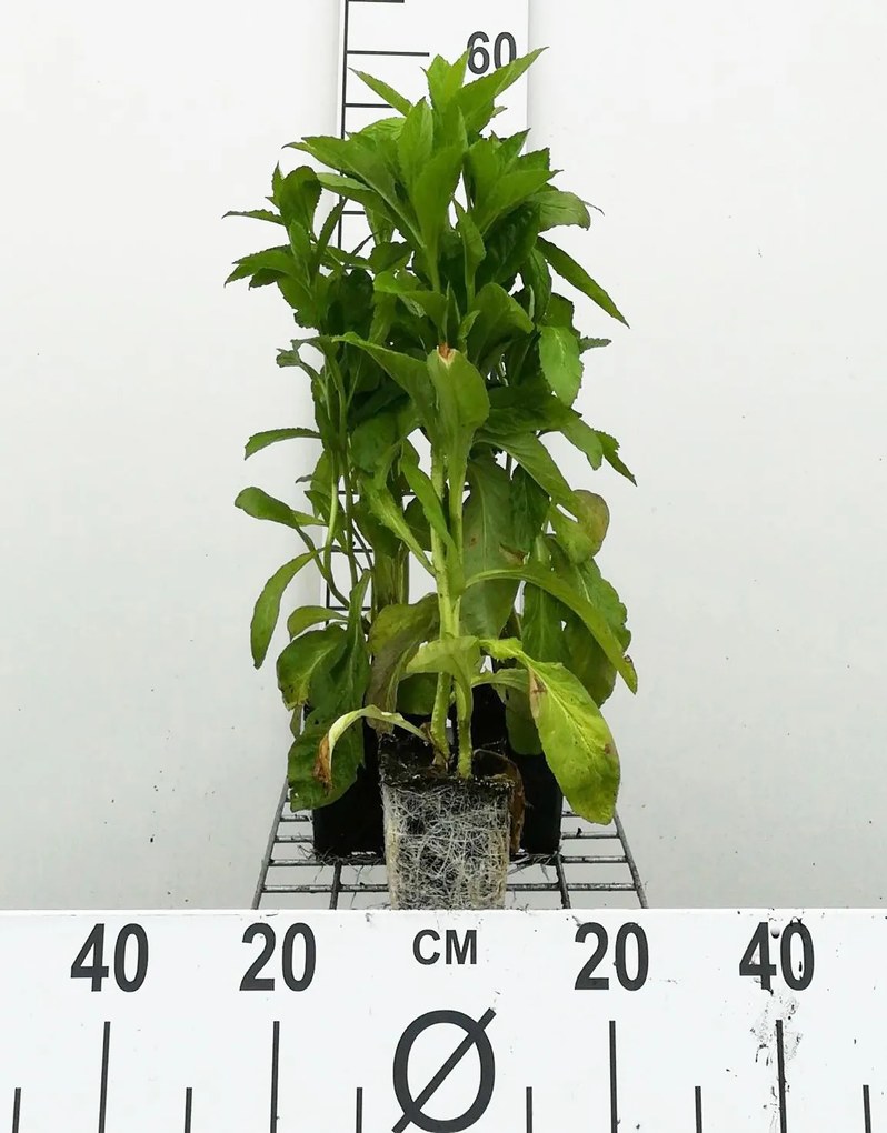 Lobelia siphilitica 'Alba' - pot 9x9 cm
