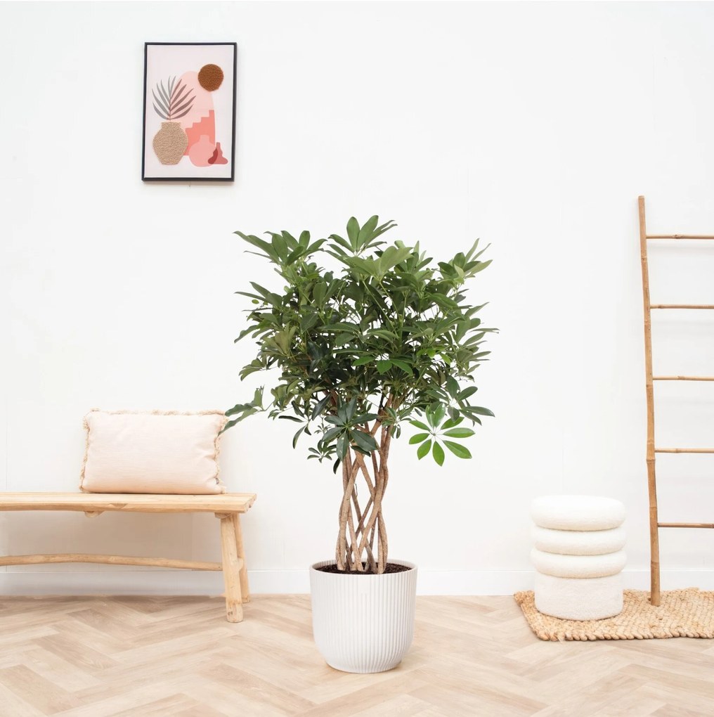 Schefflera Arboricola Compacta gevlochten stam - 130cm