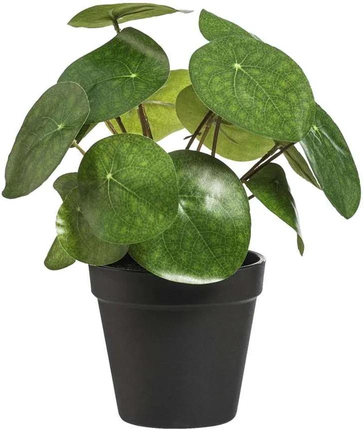 Pannenkoekenplant in pot - zwart - 25 cm - Leen Bakker