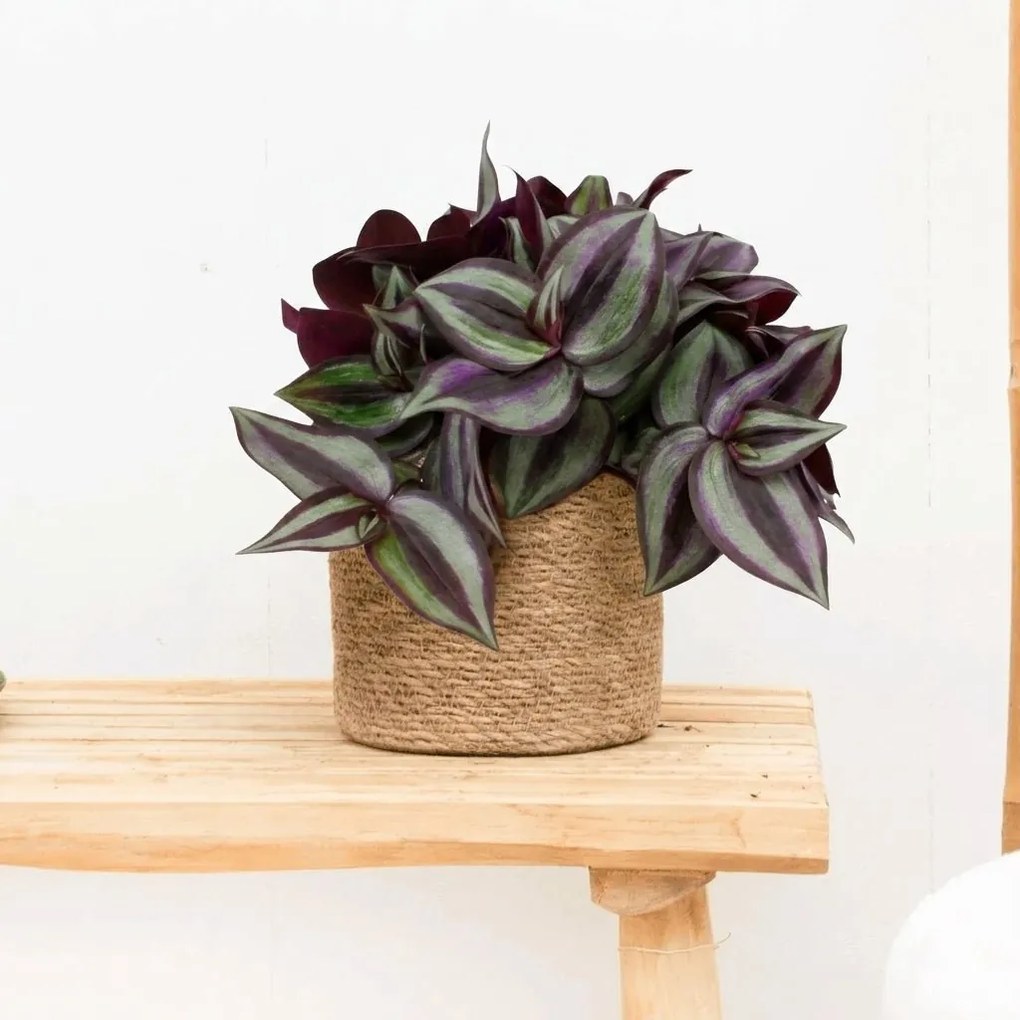 Tradescantia Zebrina - 20cm