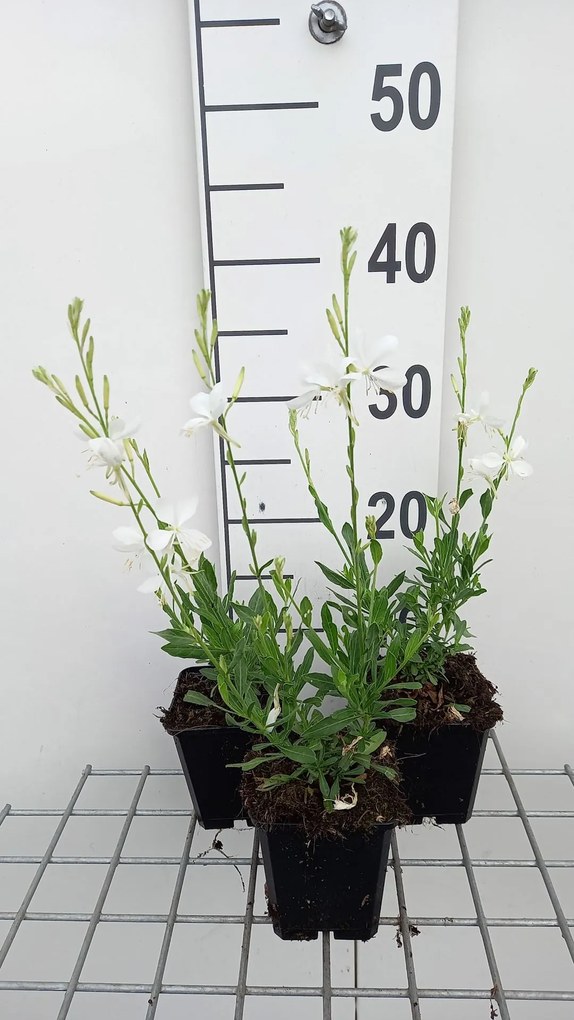 Gaura lindheimeri 'Snowbird' - pot 9x9 cm -