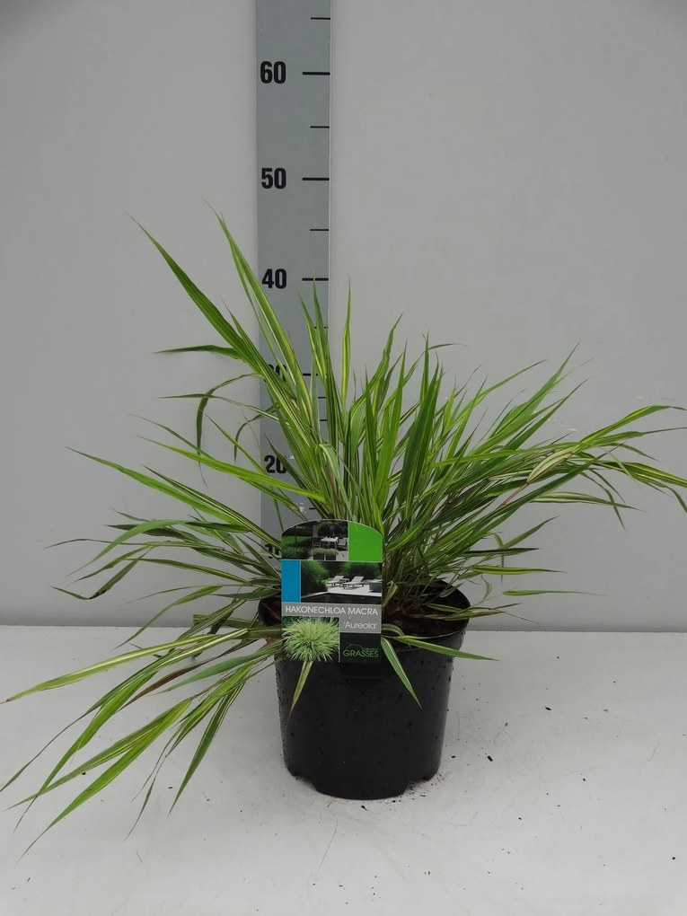 Hakonechloa macra 'Aureola' - pot 3L -