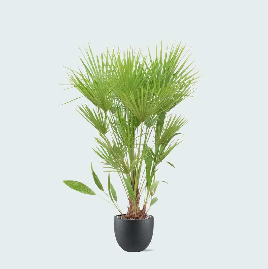 Combi deal - Chamaerops Humilis inclusief pot Grigio new egg - 170cm