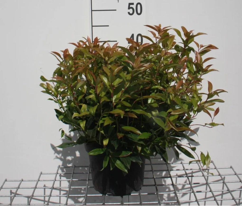 Leucothoe 'Zeblid' (Scarletta) - pot - 20-25 cm