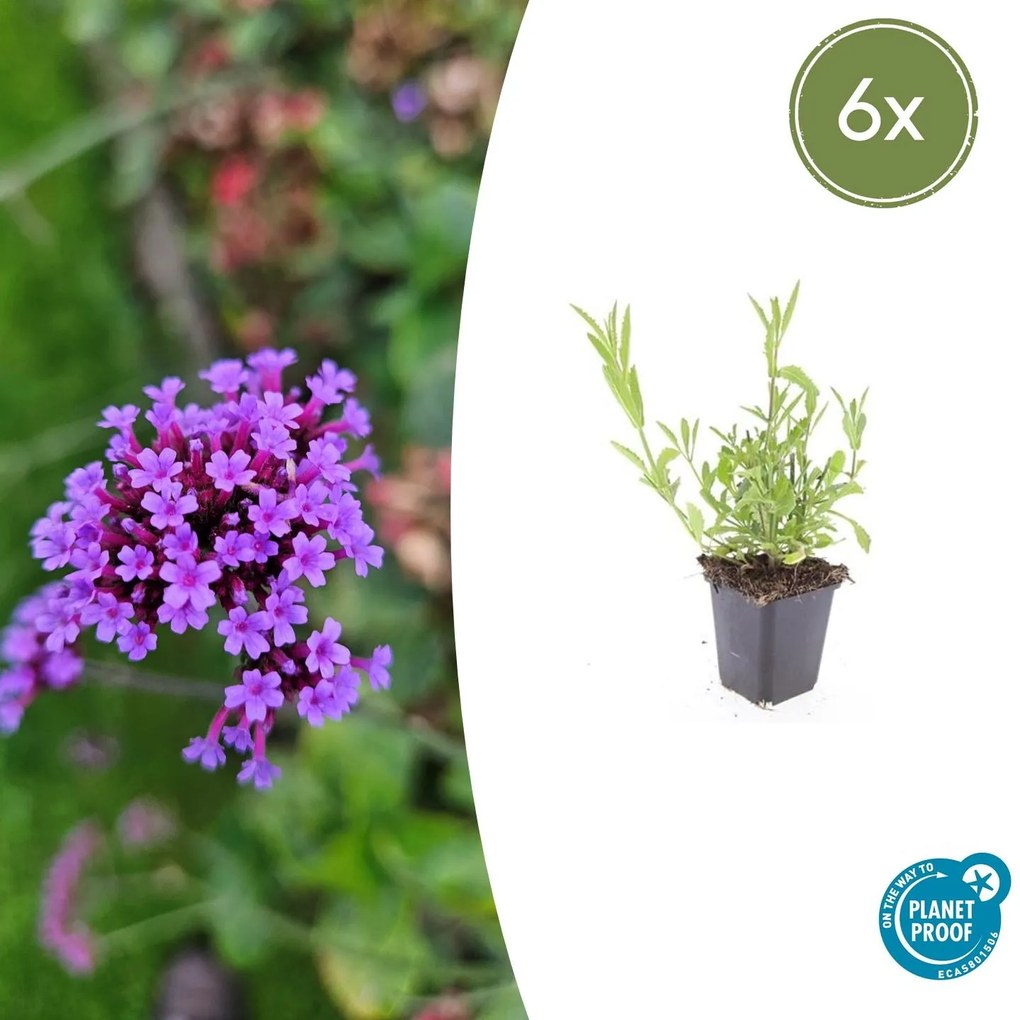 Verbena Bonariensis - 20cm