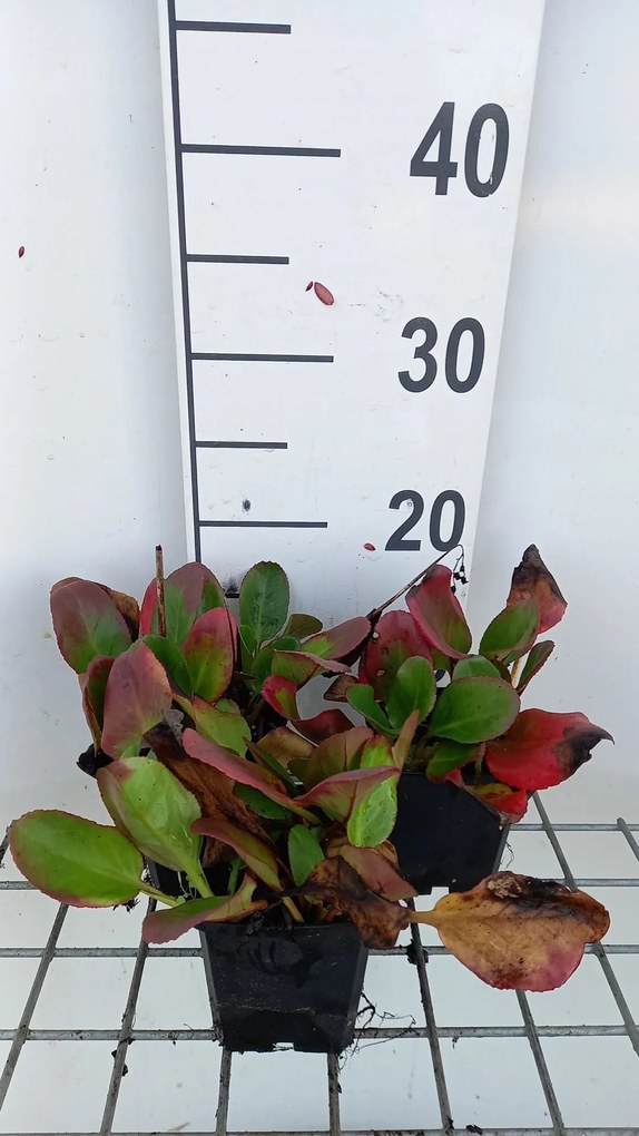 Bergenia 'Ouverture' - pot 9x9 cm