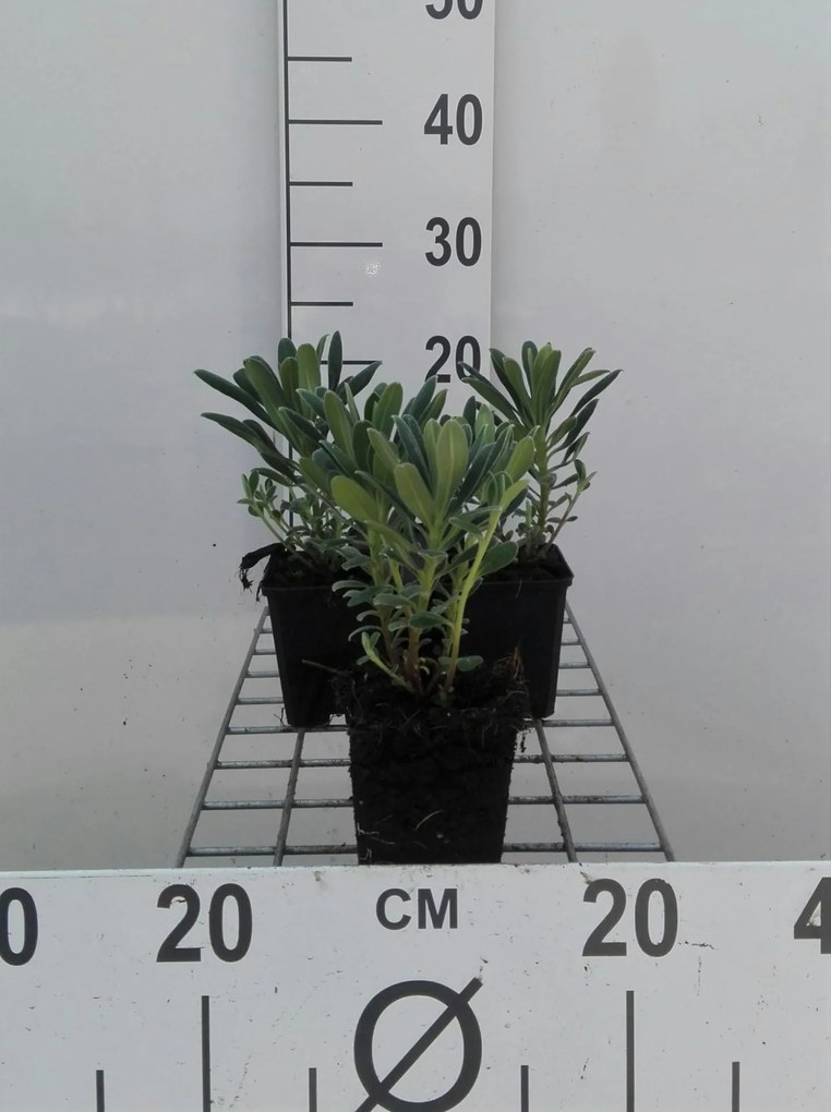 Euphorbia characias - pot 9x9 cm -