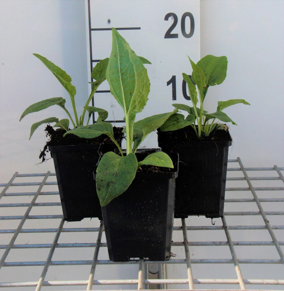 Echinacea purpurea 'White Swan' - pot 9x9 cm -
