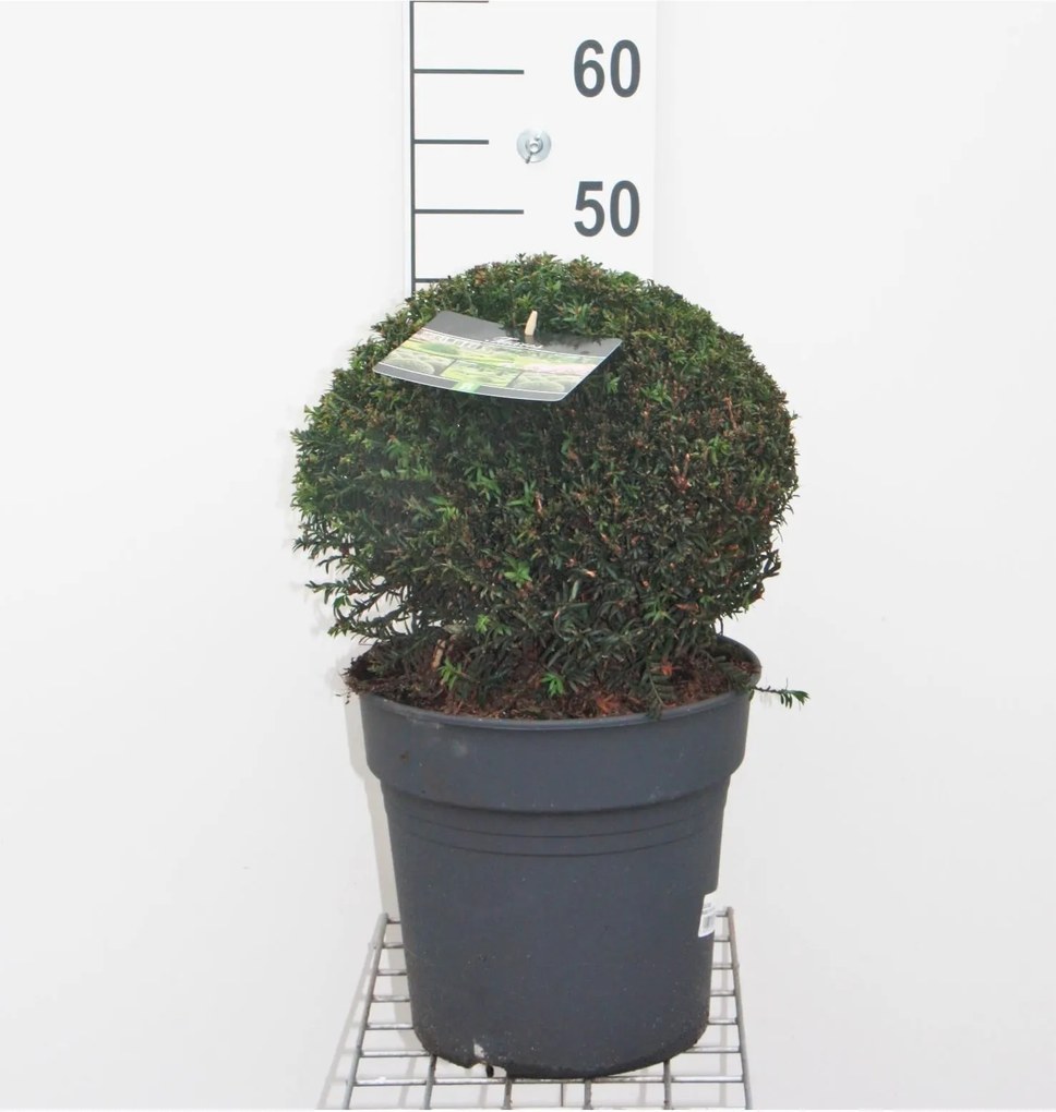 Taxus baccata - pot - bolvorm diameter 30+ cm
