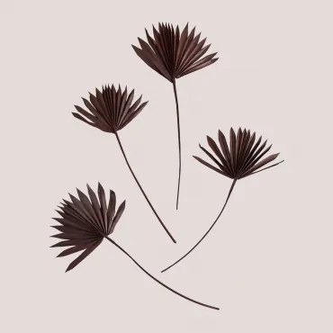 Set Van 4 Decoratieve Gedroogde Takken Urpek Bruin – Koffie - Sklum
