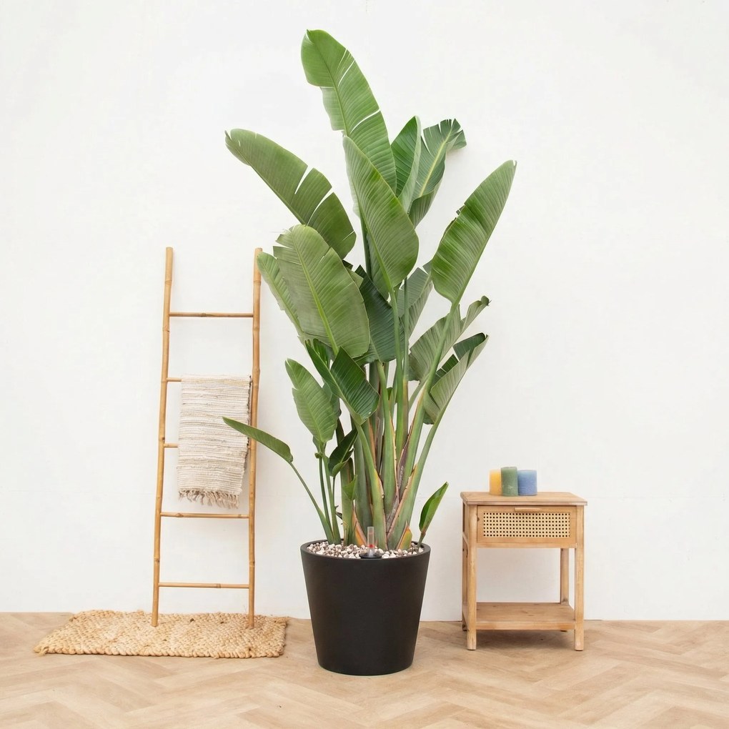 Combi deal - Strelitzia Augusta Multistam de luxe inclusief pot Bucket - 250cm