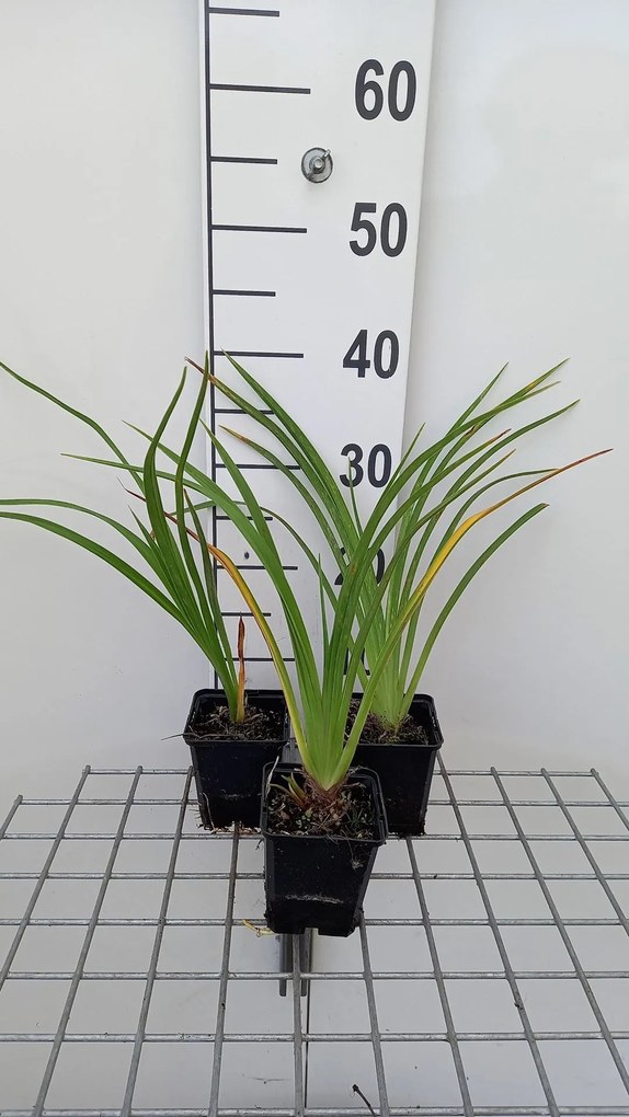 Hemerocallis 'El Desperado' - pot 9x9 cm