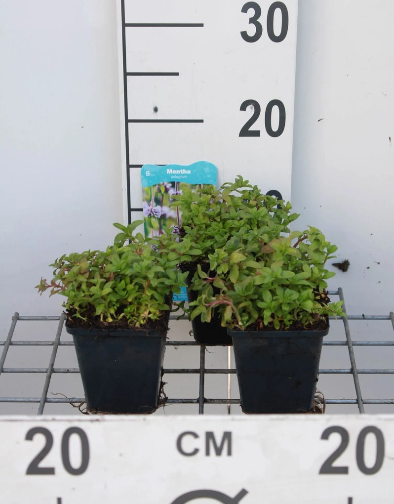 Mentha pulegium - pot 9x9 cm (Munt 'Poleimunt') -