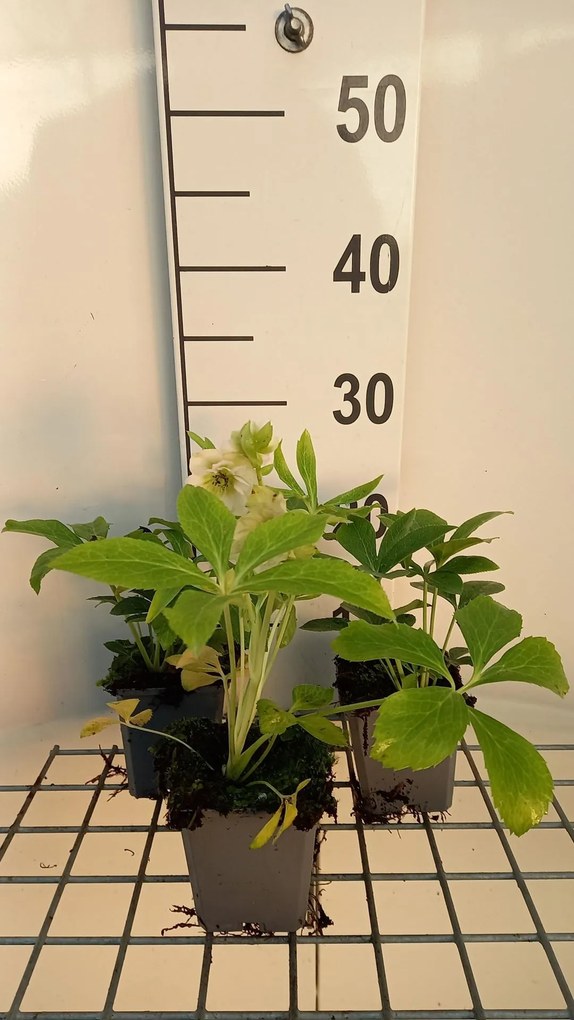 Helleborus orientalis 'Double Ellen Picotee'- Nieskruid - pot 9x9 cm -