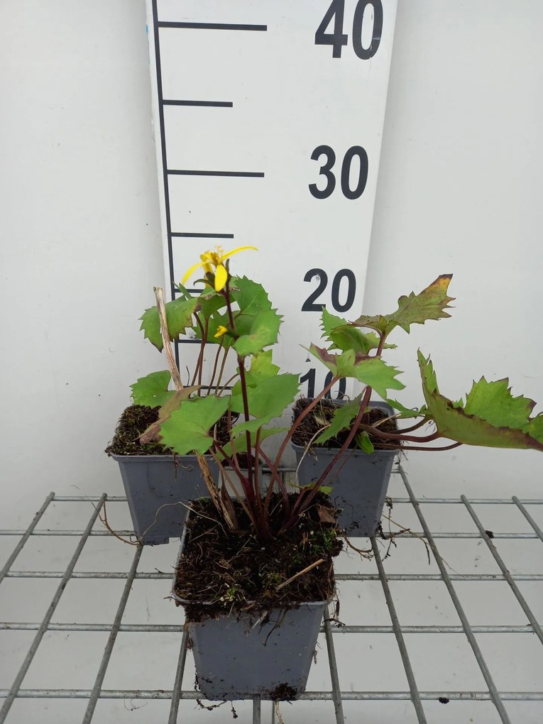 Ligularia stenocephala 'The Rocket' - pot 9x9 cm -