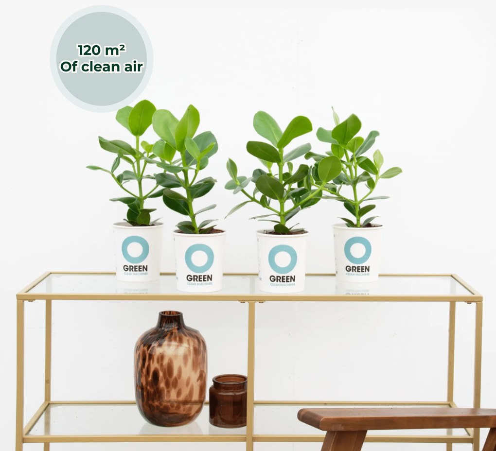 Ogreen Booster