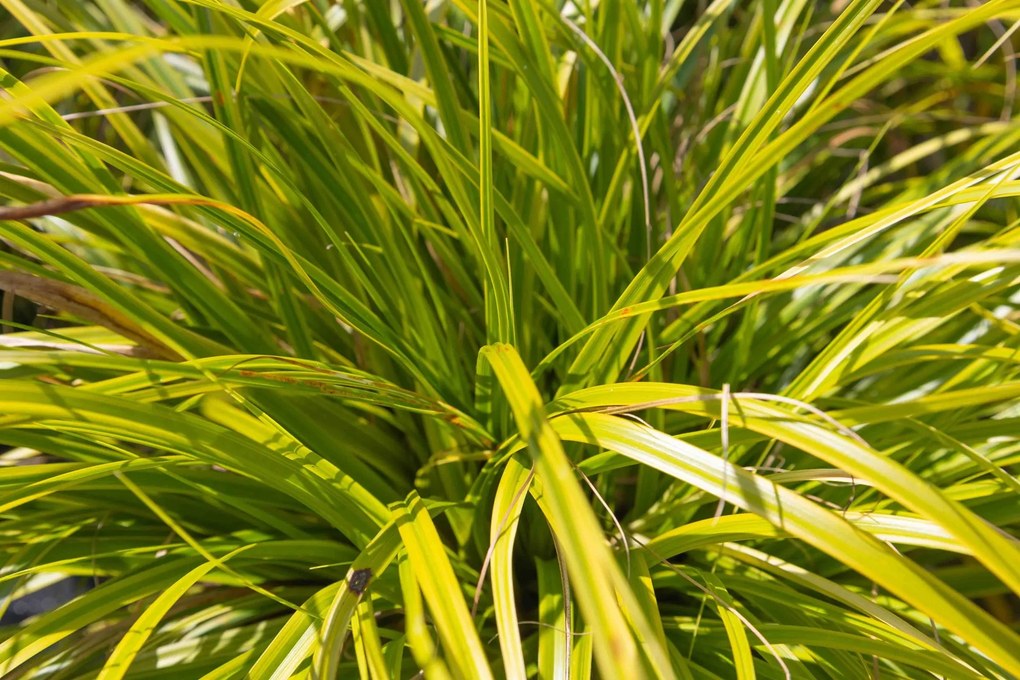 Carex oshimensis 'Everlime' (Evercolor) - pot 9x9 cm