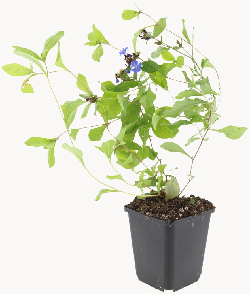 Planten Leadwort Ceratostigma Plumbaginoides, 12-delig