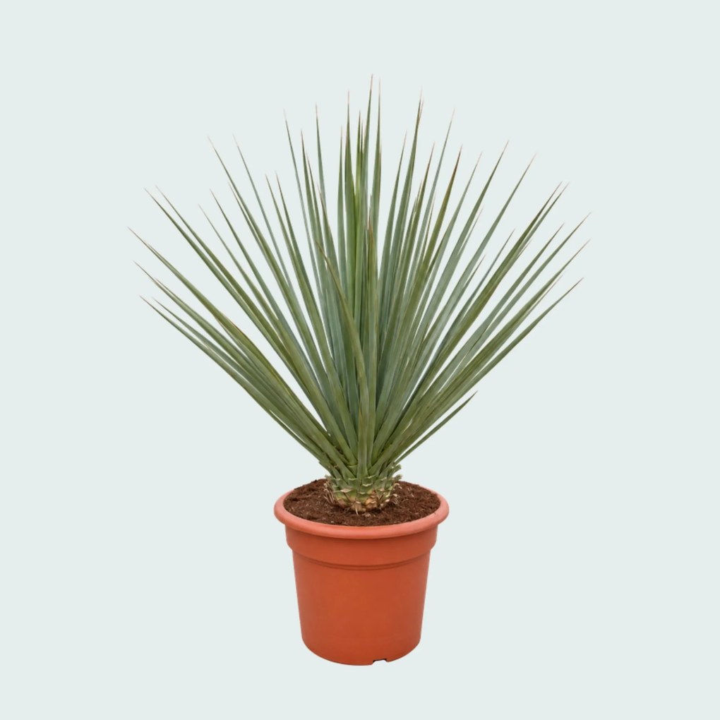 Nolina Nelsonii - 130 cm