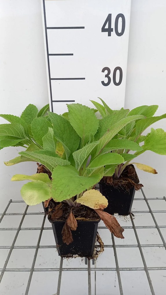 Digitalis purpurea 'Pam's Choice' - pot 9x9 cm