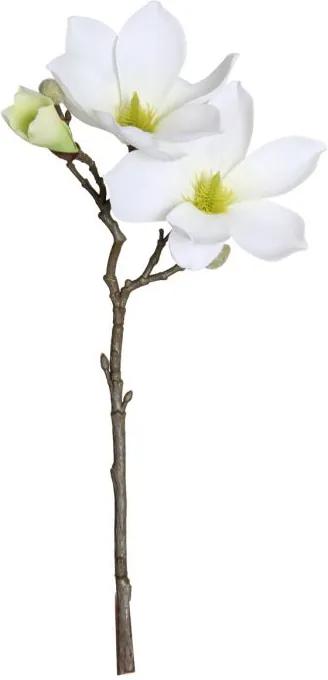 Magnolia Wit 40 cm