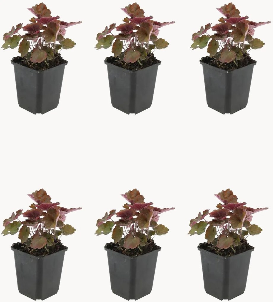 Planten Coral Bells Heuchera micrantha Palace Purple, 6-delig