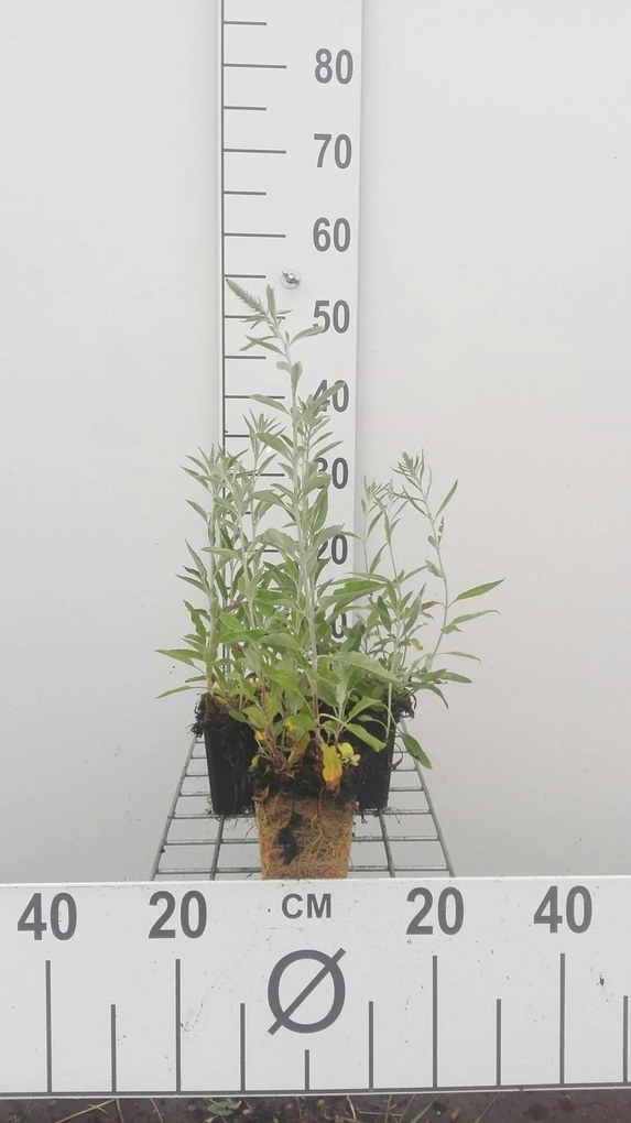 Veronica spicata subsp. incana - pot 9x9 cm