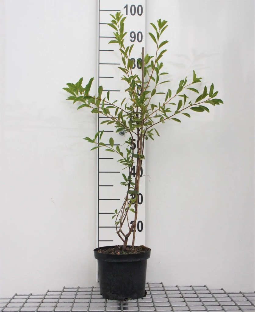 Exochorda racemosa 'Niagara' - pot 3L - 25-30 cm -