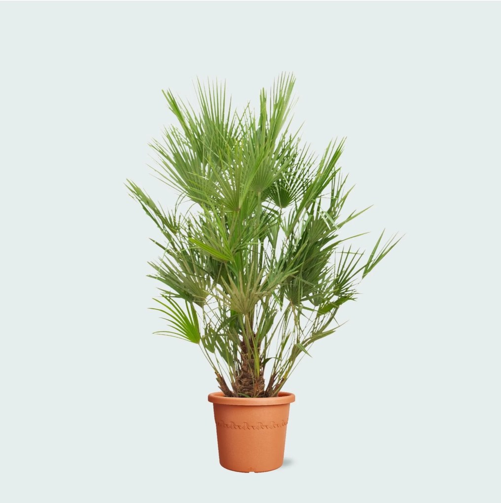 Chamaerops Humilis - 190 cm