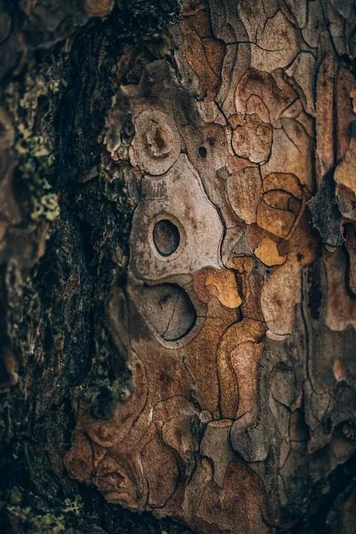 Fotobehang Pine wood, (85 x 128 cm)