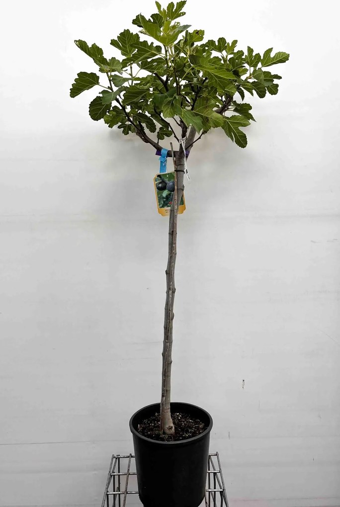 Ficus carica - pot 15L - halfstam boom - stamomtrek 8-10 cm