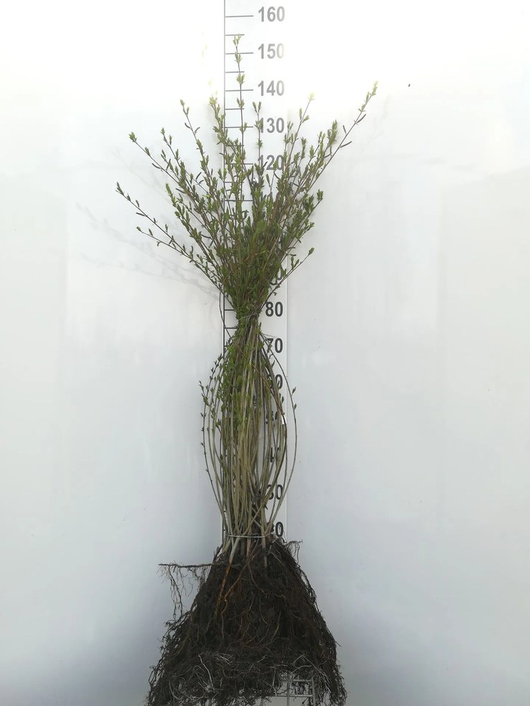 Salix purpurea - blote wortel - 60-90 cm -
