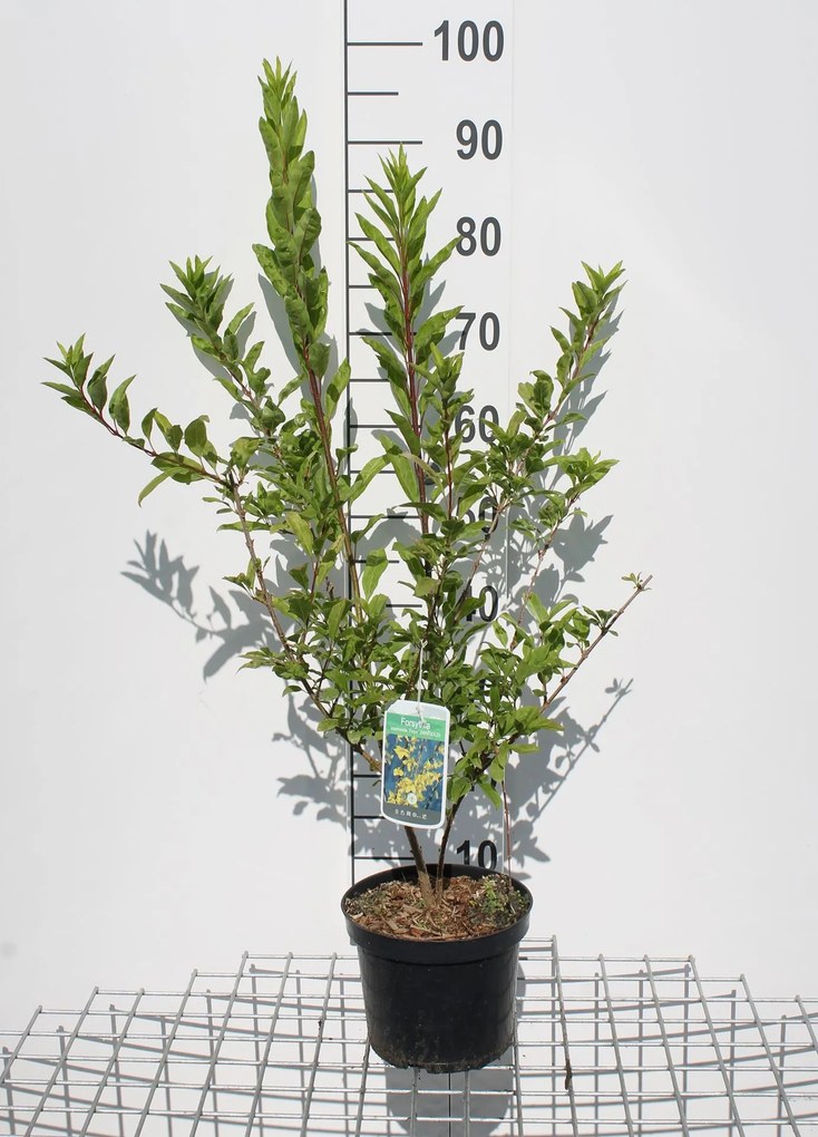 Forsythia x intermedia 'Flojor' (Minigold) - pot - 50-60 cm