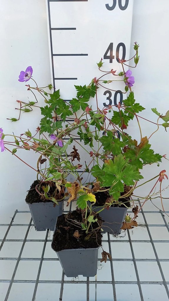 Geranium 'Sylvia's Surprise' - pot 9x9 cm