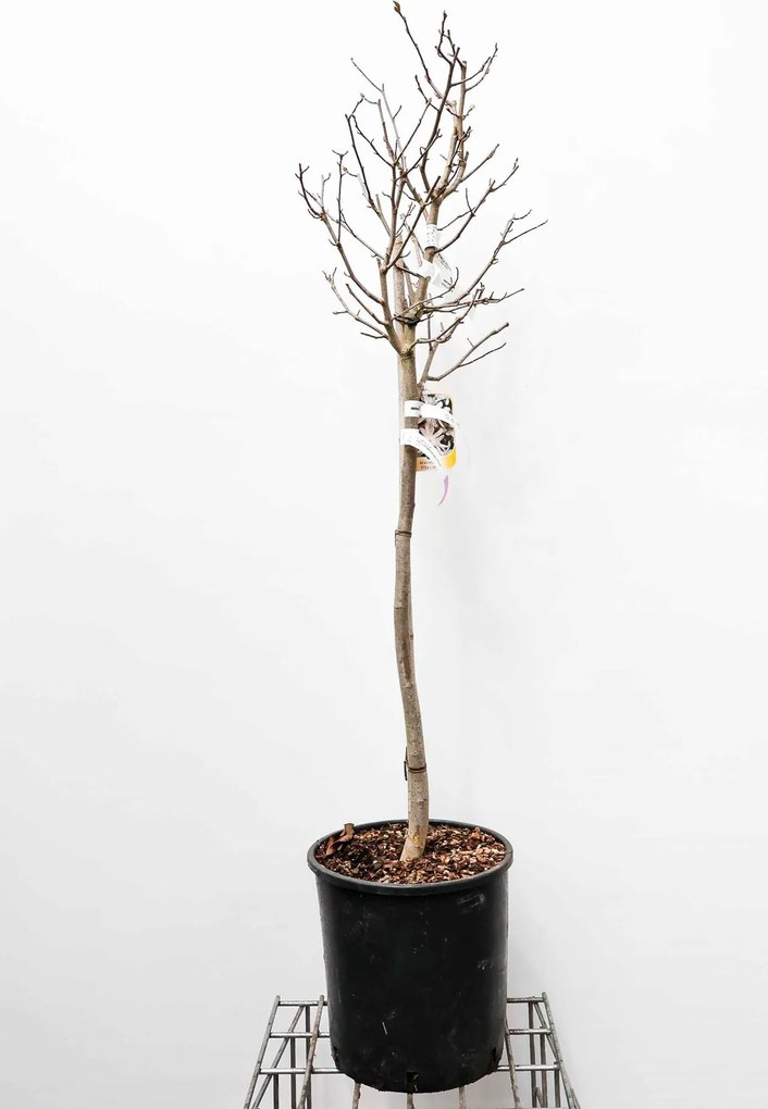 Magnolia stellata - pot 18L - halfstam boom