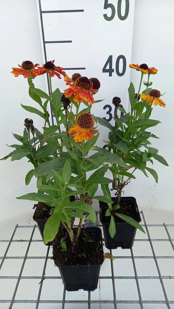 Helenium 'Helbro' (Mardi Gras) - pot 9x9 cm