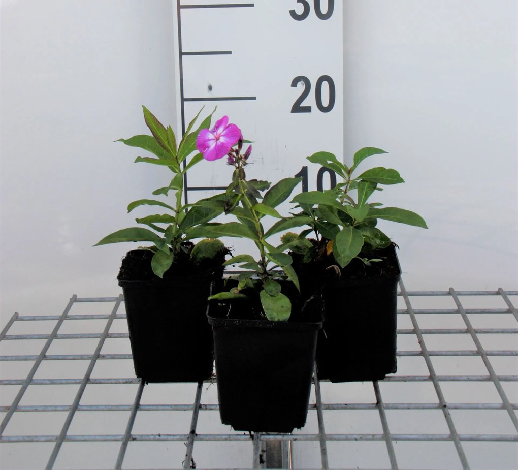 Phlox 'Laura' - pot 9x9 cm