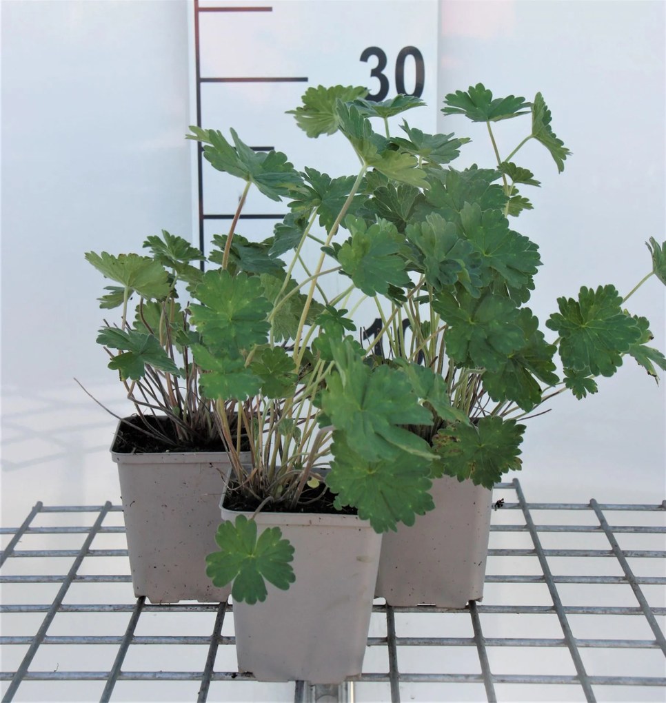 Geranium 'Joy' - pot 9x9 cm -