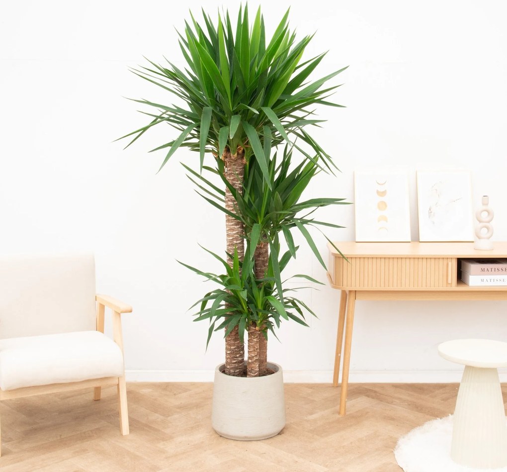 Yucca Elephantipes 3 stammen - 160cm