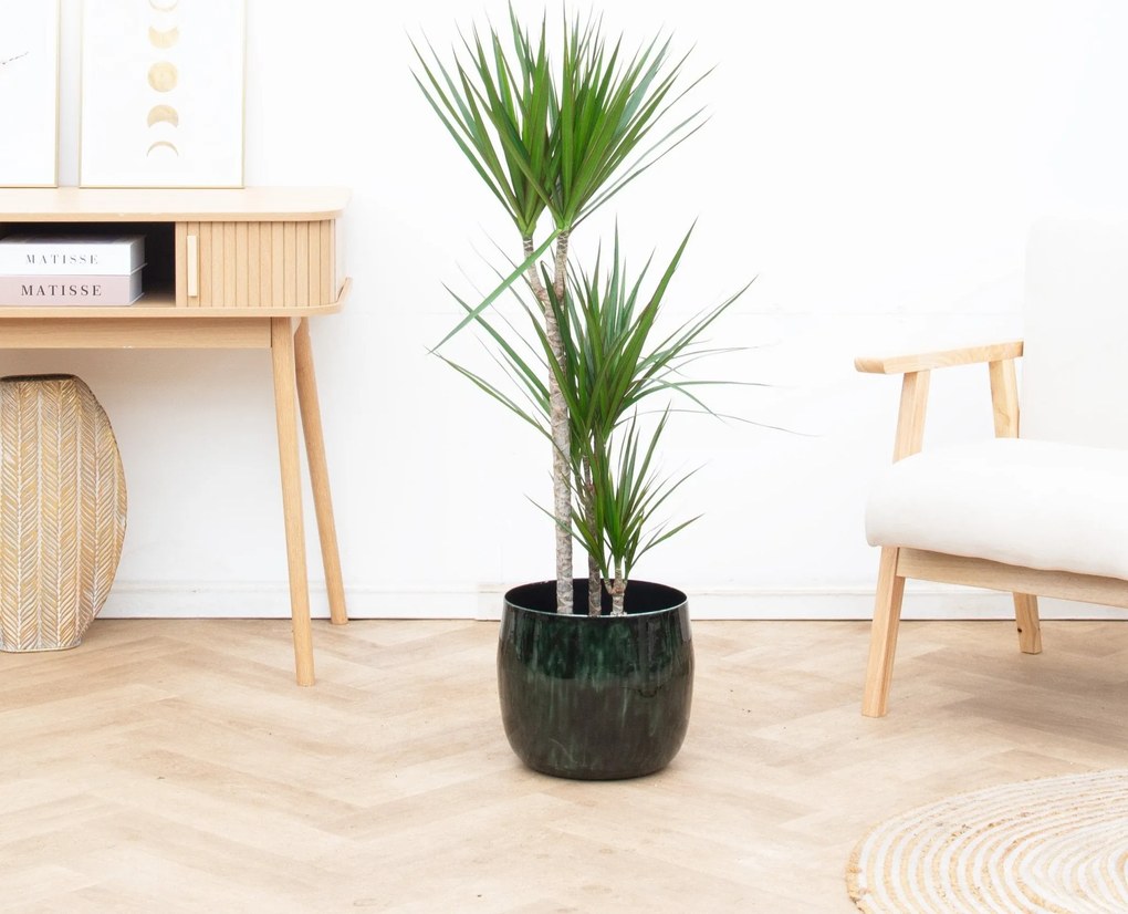 Dracaena Marginata - 110cm